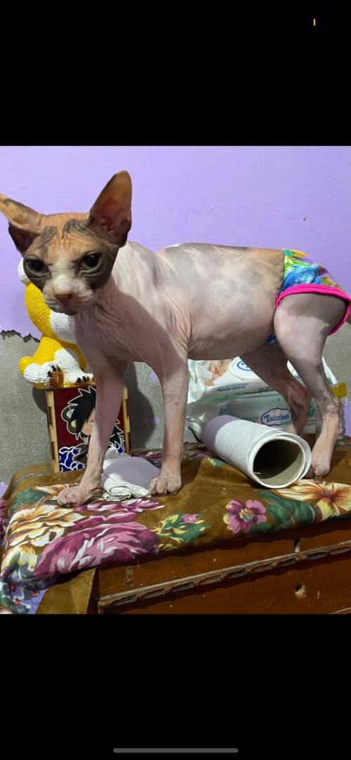 Cleo