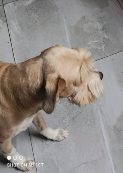 Brako