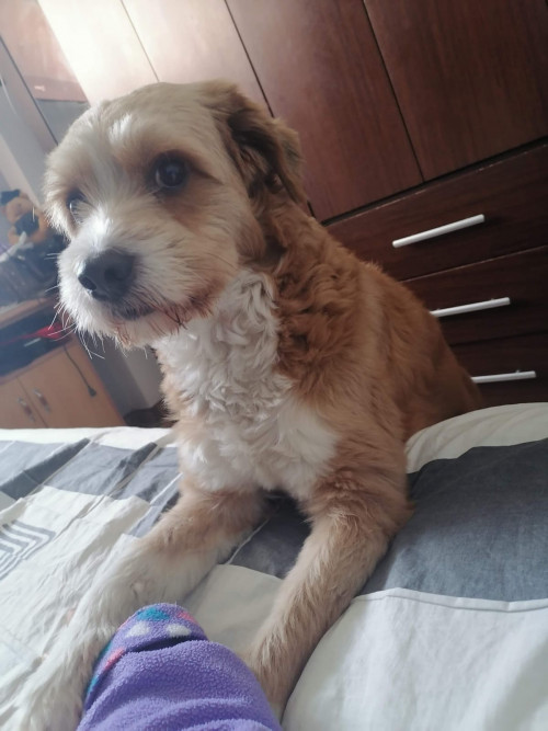 Brako