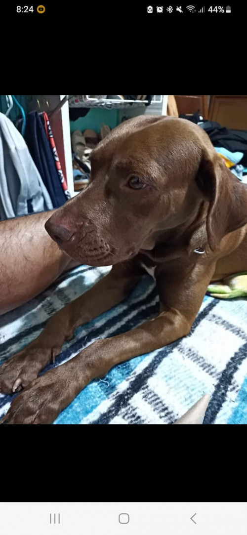 Nala