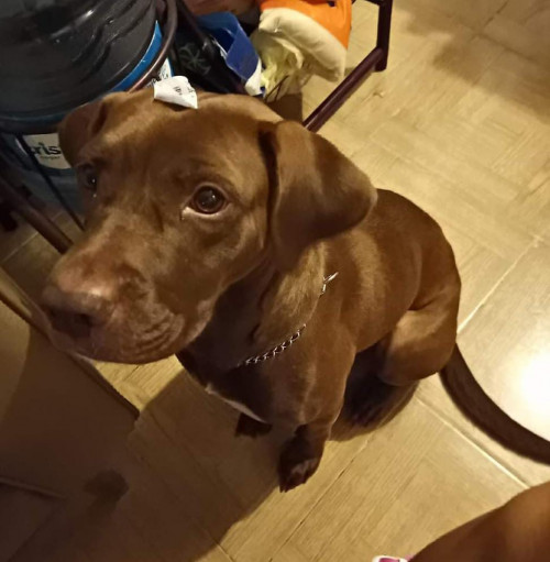Nala