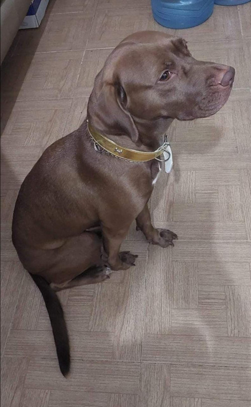 Nala