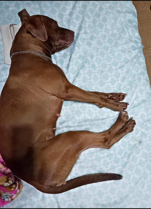 Nala