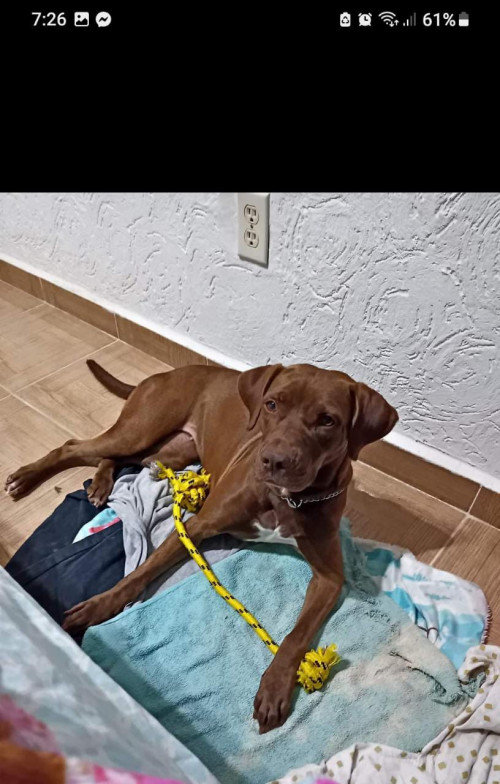 Nala