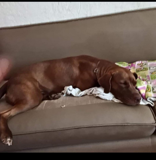 Nala