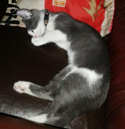 Onix