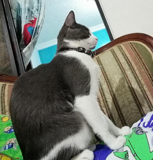 Onix