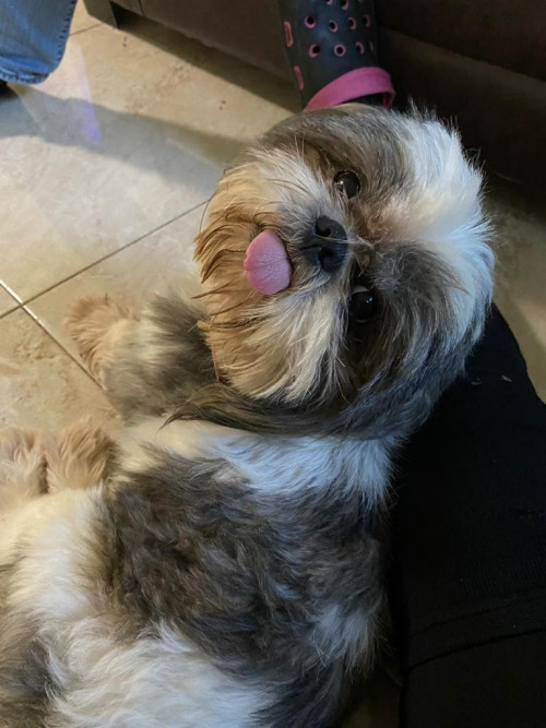 Cookie