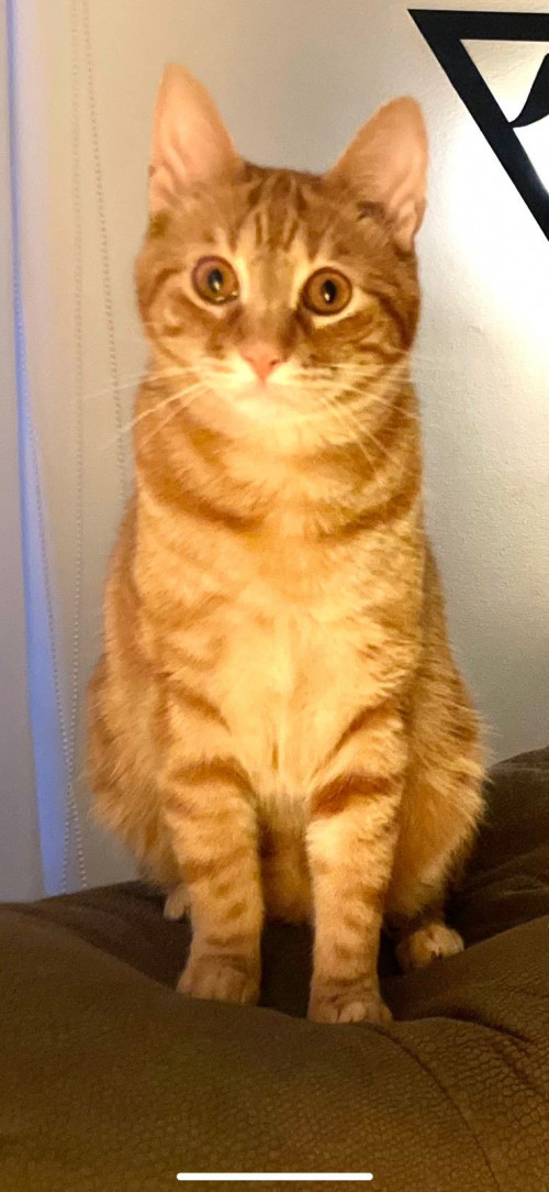 Chester