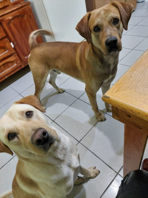 Hueso Y Sirkan