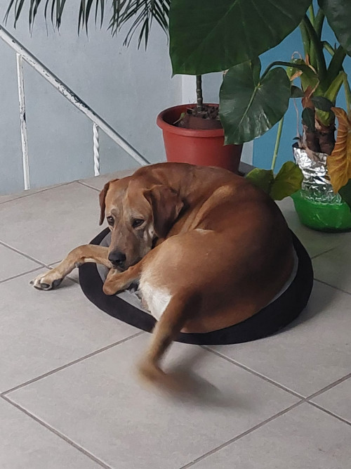 Hueso Y Sirkan