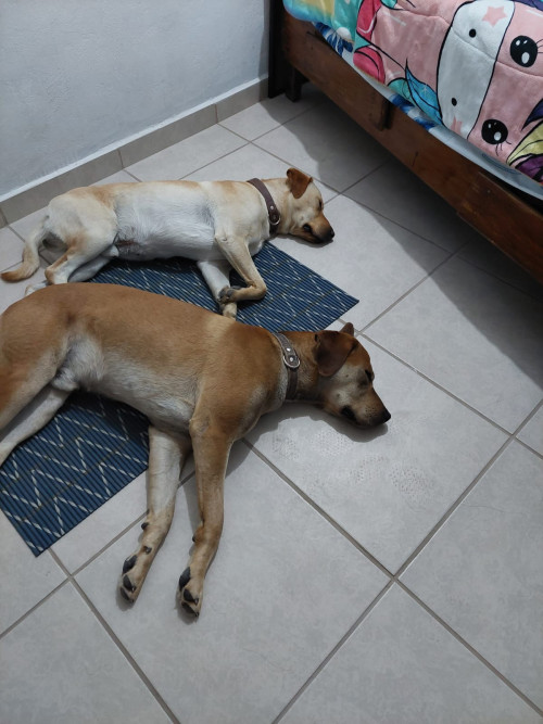 Hueso Y Sirkan
