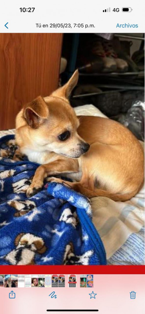 Gotzilla