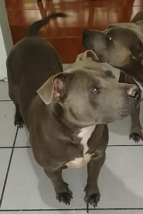 Boss