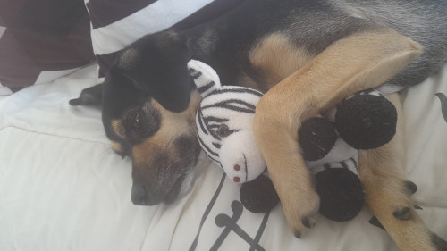 Minnie