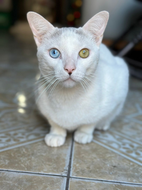 Michifu