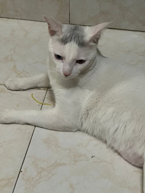 Michifu