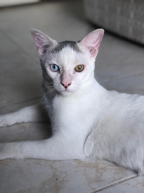 Michifu