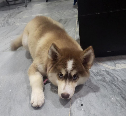 Alazka