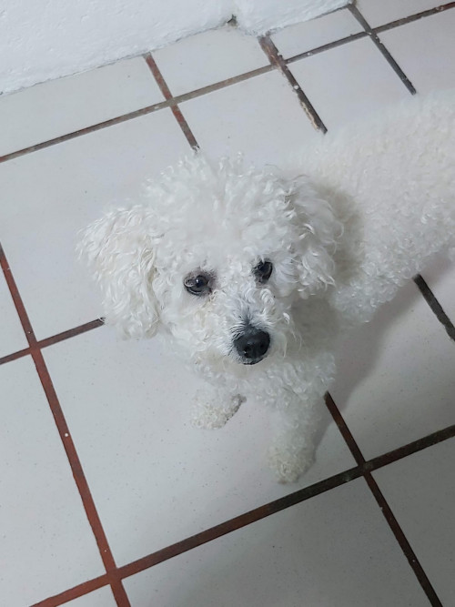 Frida