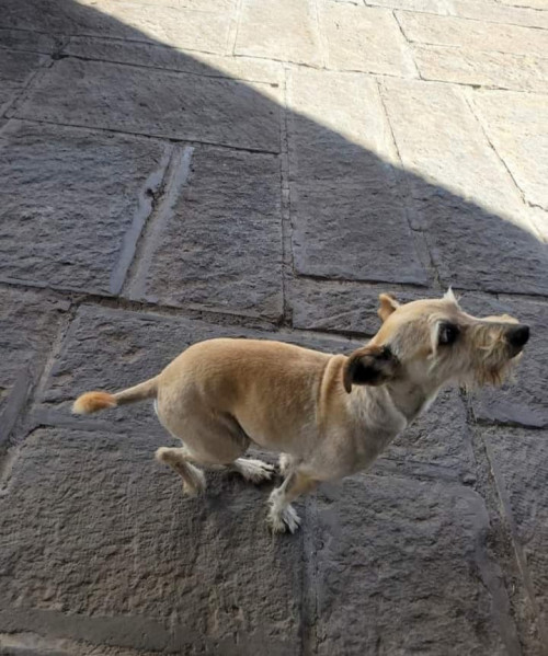 Mateo