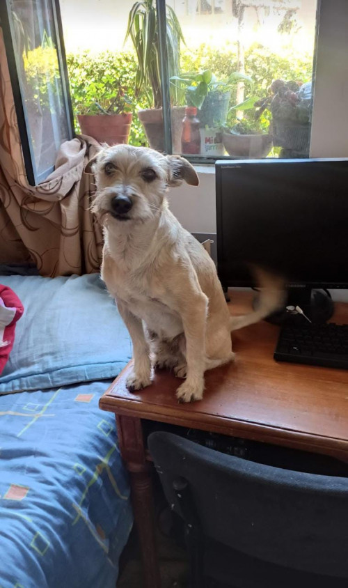 Mateo