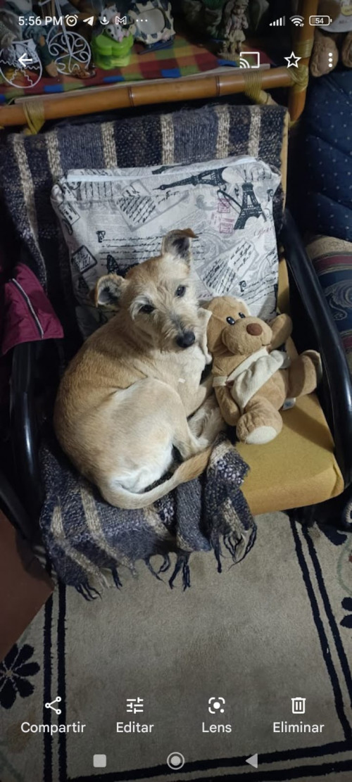 Mateo