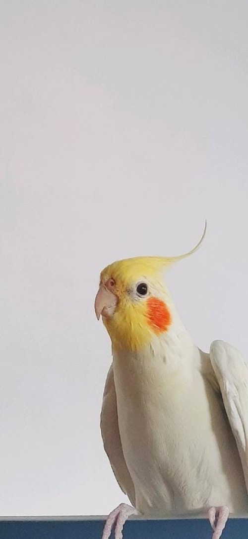 Elmo