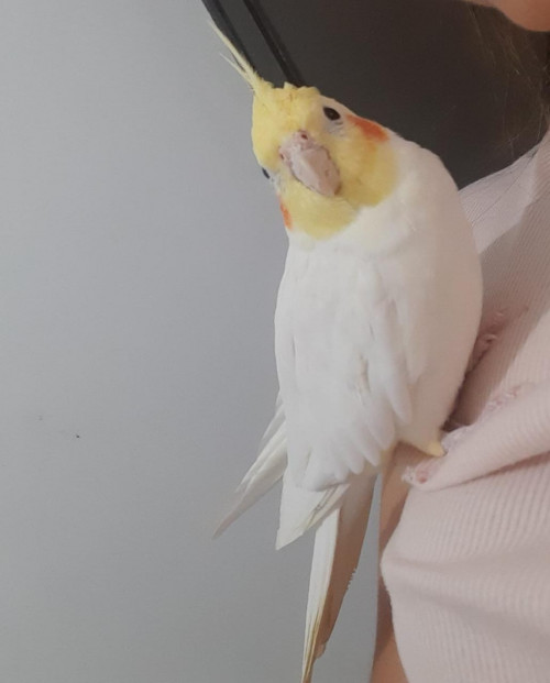 Elmo