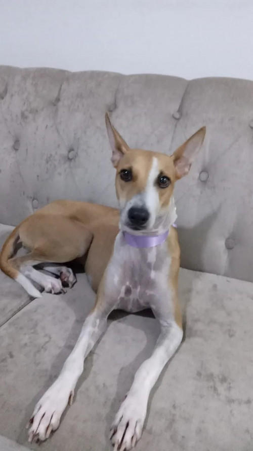 Flaca