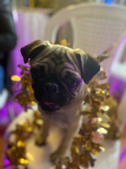 Zeus