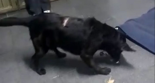 Bongo