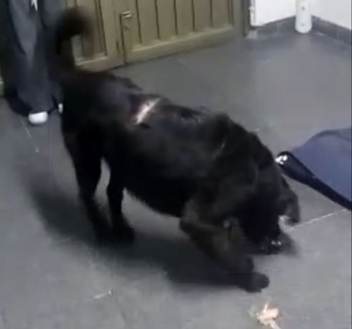 Bongo