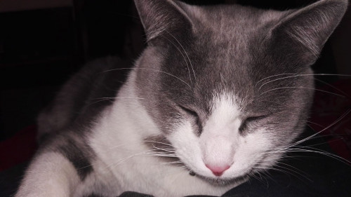 Silvestre