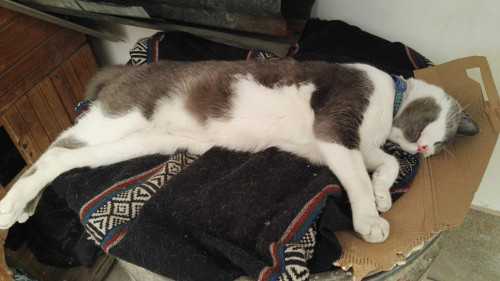 Silvestre
