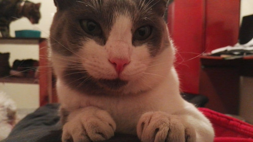 Silvestre