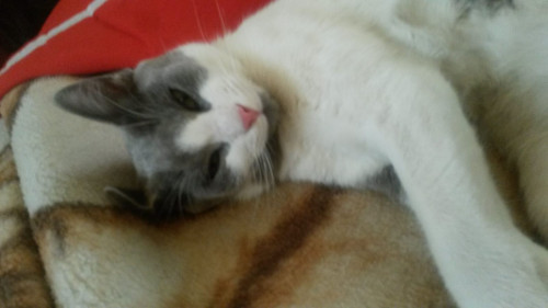 Silvestre