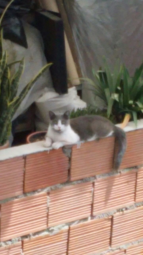 Silvestre