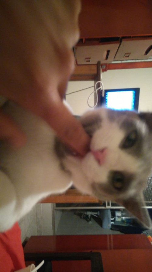 Silvestre