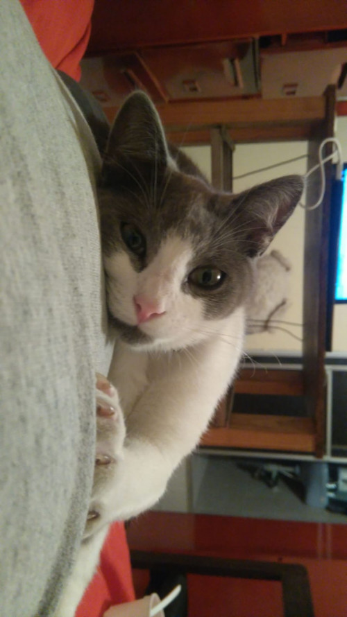Silvestre