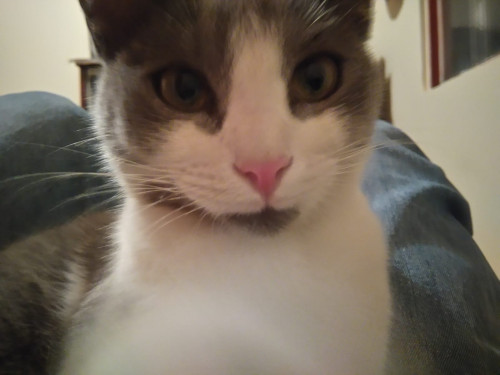Silvestre