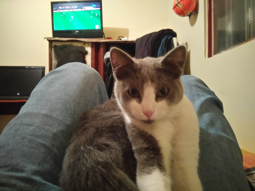 Silvestre