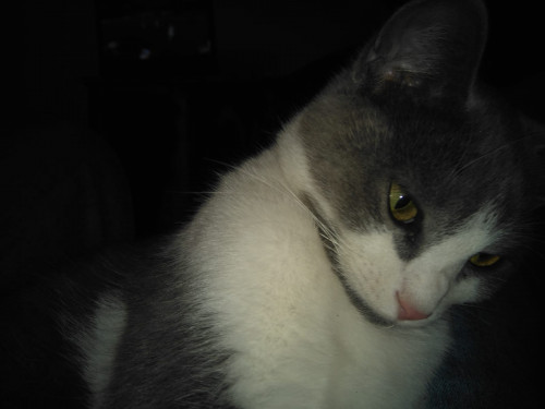 Silvestre