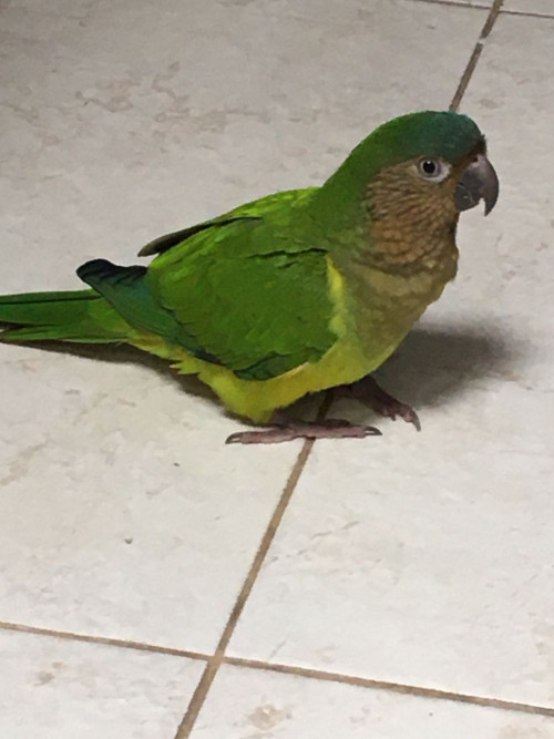 Yako