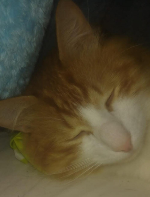 Copito