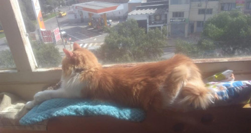 Copito