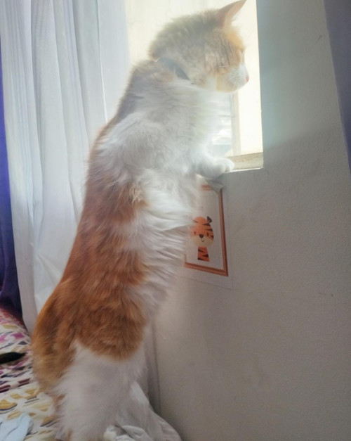 Copito