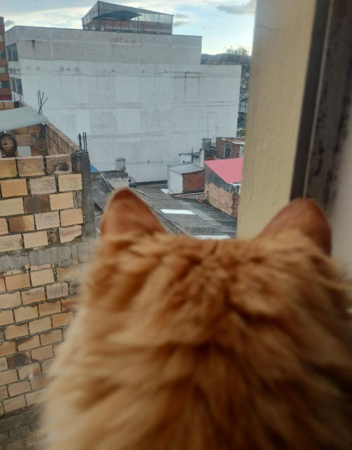 Copito