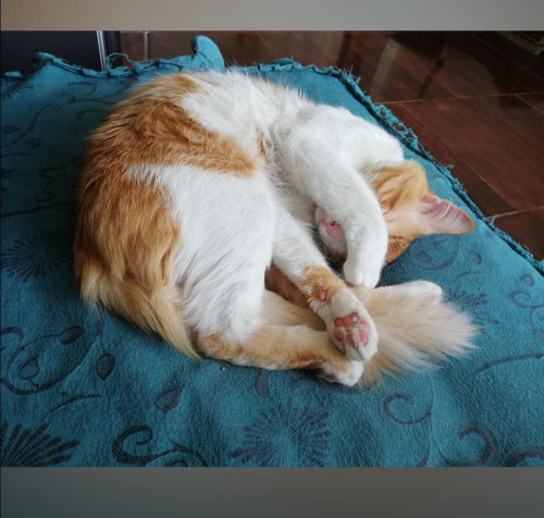 Copito