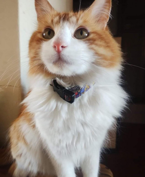 Copito